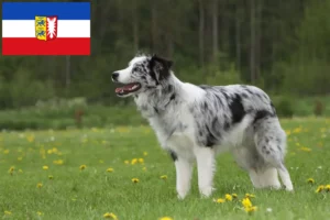 Read more about the article Criadores de Border Collie e cachorros em Schleswig-Holstein