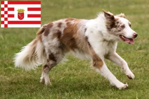 Read more about the article Criadores de Border Collie e cachorros em Bremen