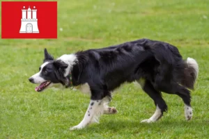 Read more about the article Criadores de Border Collie e cachorros em Hamburgo