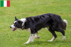 Read more about the article Criadores de Border Collie e cachorros em Itália