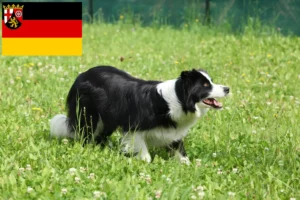 Read more about the article Criadores de Border Collie e cachorros em Renânia-Palatinado