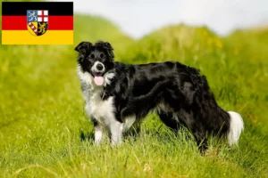 Read more about the article Criadores de Border Collie e cachorros em Saarland