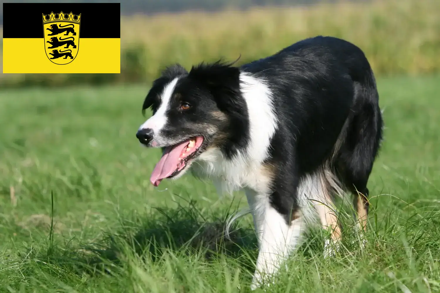 Read more about the article Criadores de Border Collie e cachorros em Baden-Württemberg