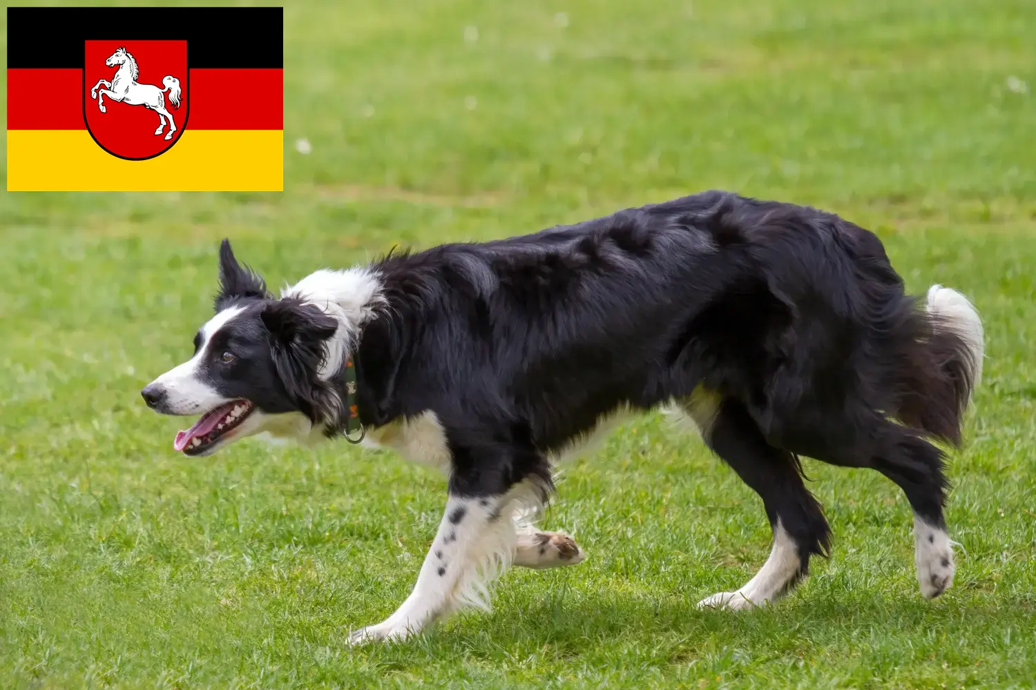 Read more about the article Criadores de Border Collie e cachorros na Baixa Saxónia