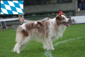 Read more about the article Criadores de Border Collie e cachorros em Bavaria