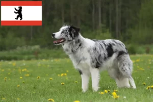 Read more about the article Criadores de Border Collie e cachorros em Berlim