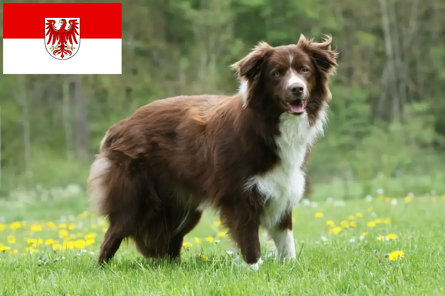 Read more about the article Criadores de Border Collie e cachorros em Brandenburg