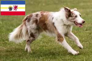 Read more about the article Criadores de Border Collie e cachorros em Mecklenburg-Vorpommern