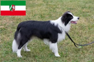 Read more about the article Criadores de Border Collie e cachorros em Renânia do Norte-Vestefália