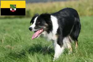 Read more about the article Criadores de Border Collie e cachorros em Saxónia-Anhalt