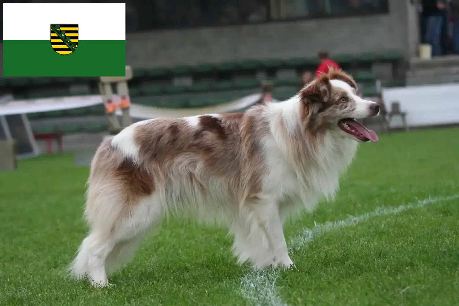 Read more about the article Criadores de Border Collie e cachorros em Saxónia