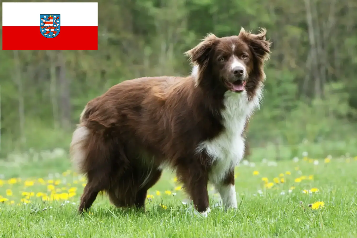 Read more about the article Criadores de Border Collie e cachorros em Thuringia