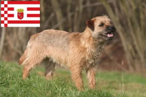 Read more about the article Criadores de Border Terrier e cachorros em Bremen