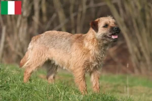 Read more about the article Criadores de Border Terrier e cachorros em Itália