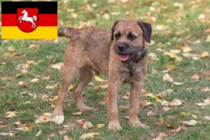 Read more about the article Criadores de Border Terrier e cachorros na Baixa Saxónia