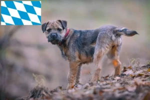 Read more about the article Criadores de Border Terrier e cachorros em Bavaria