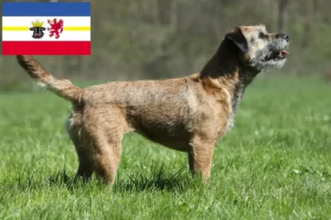 Read more about the article Criadores de Border Terrier e cachorros em Mecklenburg-Vorpommern