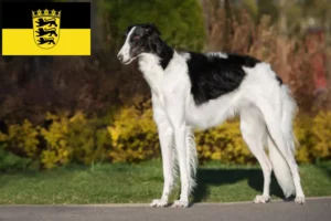 Read more about the article Criadores de Borzoi e cachorros em Baden-Württemberg