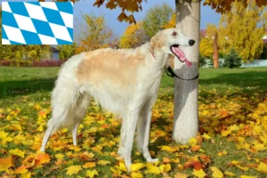 Read more about the article Criadores de Borzoi e cachorros na Baviera