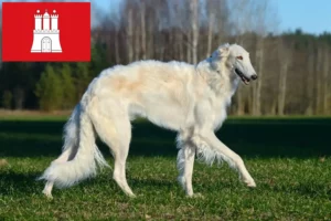 Read more about the article Criadores de Borzoi e cachorros em Hamburgo