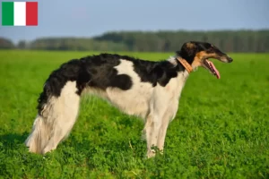 Read more about the article Criadores de Borzoi e cachorros em Itália