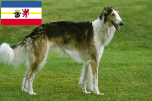 Read more about the article Criadores de Borzoi e cachorros em Mecklenburg-Vorpommern