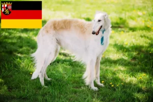 Read more about the article Criadores de Borzoi e cachorros na Renânia-Palatinado