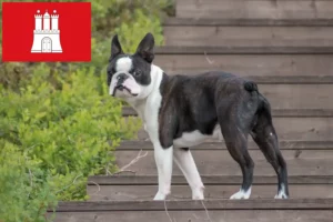 Read more about the article Boston Terrier criadores e cachorros em Hamburgo