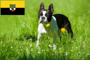 Read more about the article Boston Terrier criadores e cachorros em Saxónia-Anhalt