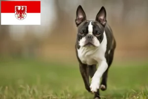 Read more about the article Boston Terrier criadores e cachorros em Brandenburg