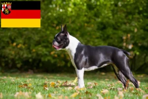 Read more about the article Criadores de Boston Terrier e cachorros em Renânia-Palatinado