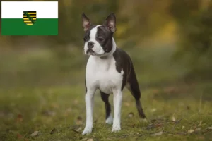 Read more about the article Boston Terrier criadores e cachorros em Saxónia