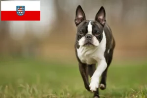 Read more about the article Boston Terrier criadores e cachorros em Thuringia