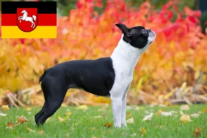 Read more about the article Criadores de Boston Terrier e cachorros na Baixa Saxónia