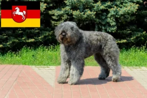 Read more about the article Criadores de Bouvier des Flandres e cachorros na Baixa Saxónia