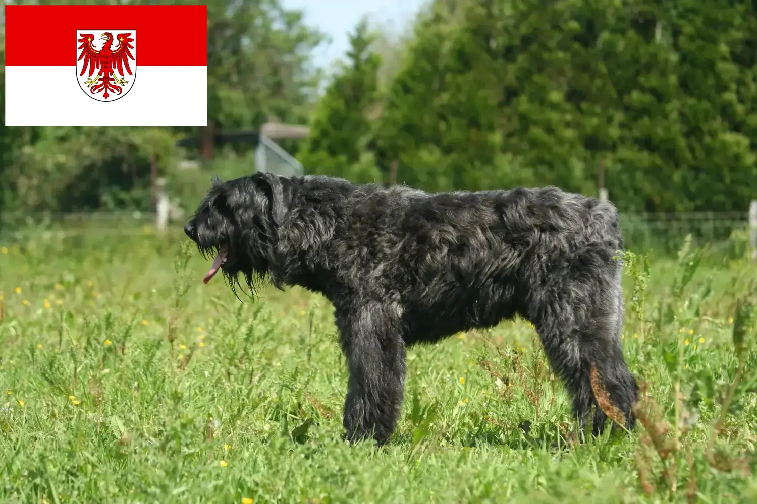 Read more about the article Criadores de Bouvier des Flandres e cachorros em Brandenburg