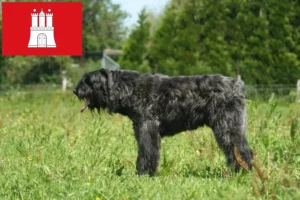 Read more about the article Criadores de Bouvier des Flandres e cachorros em Hamburgo