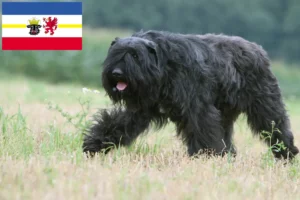 Read more about the article Criadores de Bouvier des Flandres e cachorros em Mecklenburg-Vorpommern