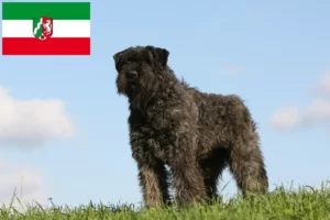 Read more about the article Criadores de Bouvier des Flandres e cachorros na Renânia do Norte-Vestefália