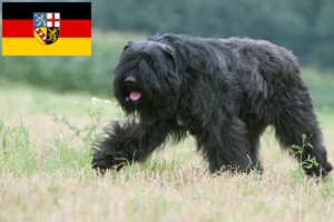 Read more about the article Criadores de Bouvier des Flandres e cachorros em Sarre