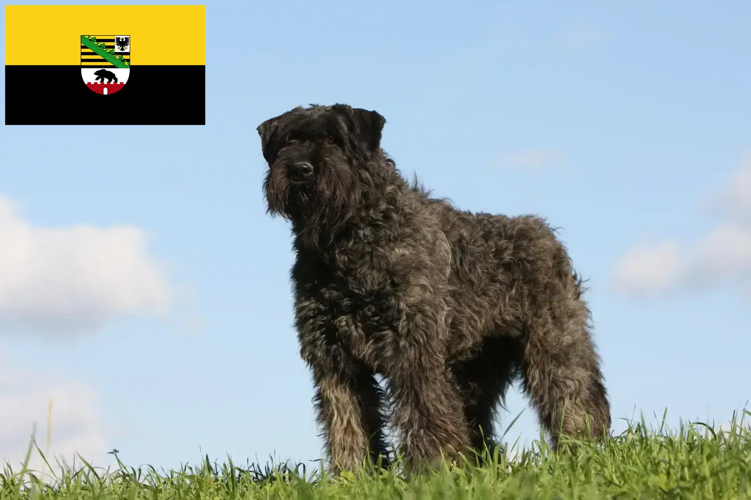 Read more about the article Criadores de Bouvier des Flandres e cachorros em Saxónia-Anhalt