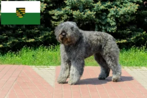 Read more about the article Criadores de Bouvier des Flandres e cachorros na Saxónia