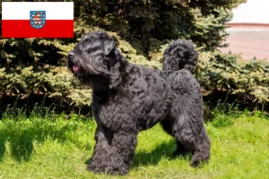 Read more about the article Criadores de Bouvier des Flandres e cachorros na Turíngia