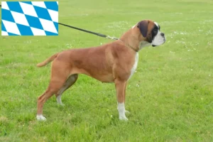 Read more about the article Criadores de Boxer e cachorros na Baviera