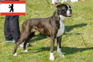 Read more about the article Criadores de boxer e cachorros em Berlim