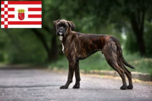 Read more about the article Boxer criadores e cachorros em Bremen