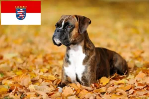 Read more about the article Criadores de boxer e cachorros em Hessen