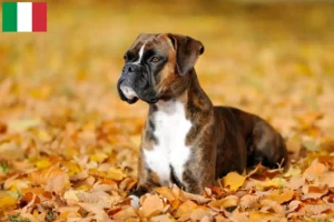 Read more about the article Criadores de Boxer e cachorros em Itália