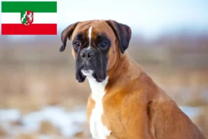 Read more about the article Criadores de boxer e cachorros na Renânia do Norte-Vestefália