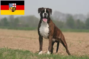 Read more about the article Criadores de boxer e cachorros em Sarre